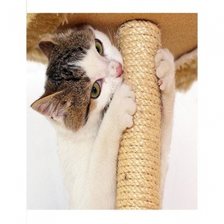 Brown Scratching Post for Cats, 14x14x14-Inch, Easy Assembly, Made in Germany Price in Pakistan | LAPTAB