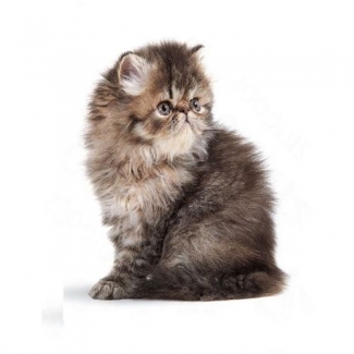 Persian Kitten Food 400G - Reduces Skin Irritation & Hairballs, Enhances Coat Price in Pakistan | LAPTAB