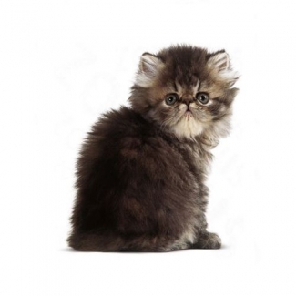 Persian Kitten Food 400G - Reduces Skin Irritation & Hairballs, Enhances Coat Price in Pakistan | LAPTAB