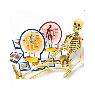 LISCIANI Discover the Human Body Science Toy with Anatomical Models and Manual for Ages 3+ Price in Pakistan | LAPTAB