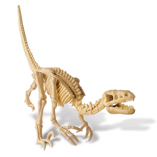 4M Dinosaur Velociraptor Skeleton Science Toy Kit with Digging Tools and Quiz Price in Pakistan | LAPTAB