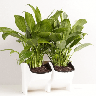 (2 Sides) Wall Mounted Plant Pot Rack, Stackable, Durable PP Resin, Breathable Design Price in Pakistan | LAPTAB