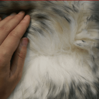 Genuine Leather Car Seat Cover with 100% Sheepskin Long Wool and Plush Center Price in Pakistan | LAPTAB