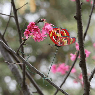 15 Pcs 3D Butterfly Lawn D?cor Sticks for Garden and Home Decoration Price in Pakistan | LAPTAB