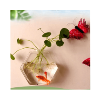 Hexagon Wall Mounted or Desktop Glass Vase for Home and Office Decor Price in Pakistan | LAPTAB