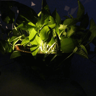 Waterproof Solar Light Lamp for Flower Pots - Eco-Friendly LED Garden Decor Price in Pakistan | LAPTAB