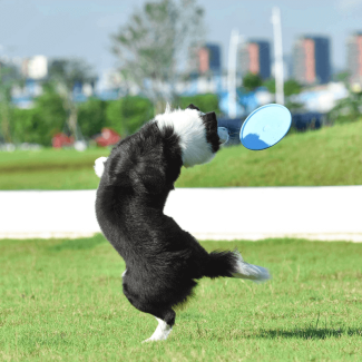 Natural Soft Rubber Frisbee for Dogs - Durable, Flexible, Safe Design Price in Pakistan | LAPTAB