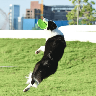 Natural Soft Rubber Frisbee for Dogs - Durable, Flexible, Safe Design Price in Pakistan | LAPTAB