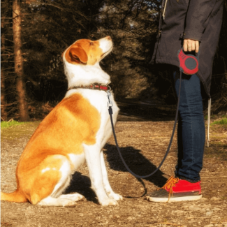 3M Auto Retractable Leash for Small Dogs up to 8 kg - Easy Control Price in Pakistan | LAPTAB